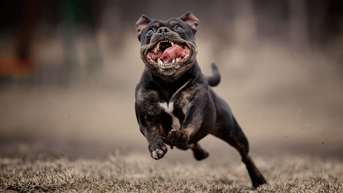 sage_s65739624's tweet photo. As a #dog_owner, you must feel responsible for teaching your #dog and maintaining constant control over it. You are responsible for controlling your dog's behavior and acting as the first line of defense against #dog_assaults. #Dog_bite_awareness #Dog_bite
https://t.co/gQgdrQFA9R https://t.co/ZHj2EfbYGG