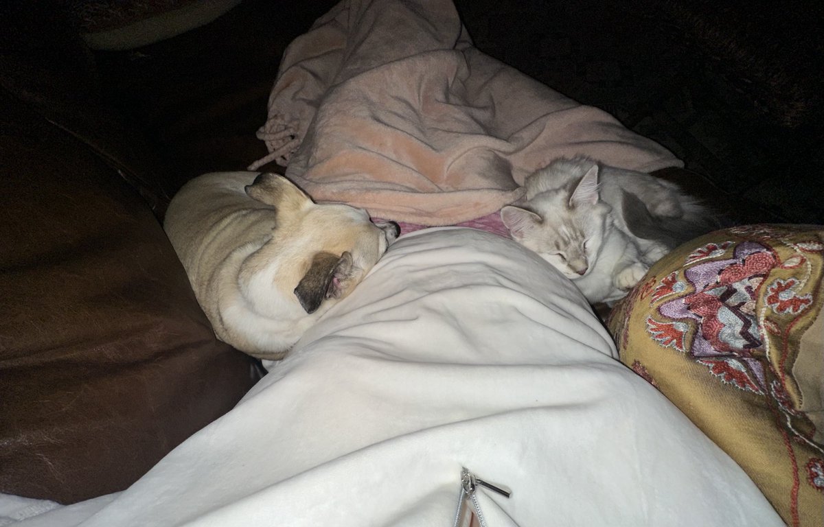 ashleysens's tweet photo. I am so blessed. Feeling grateful. ⁦@SoftSide1⁩ ⁦@KFFCats⁩ ⁦@KffDogs⁩ https://t.co/qT66PwMjZC