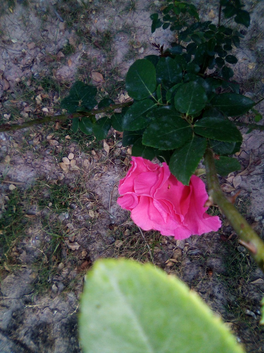 informyoujust's tweet photo. #Springrock
#peopleshock #garden https://t.co/KYxvKvPhde