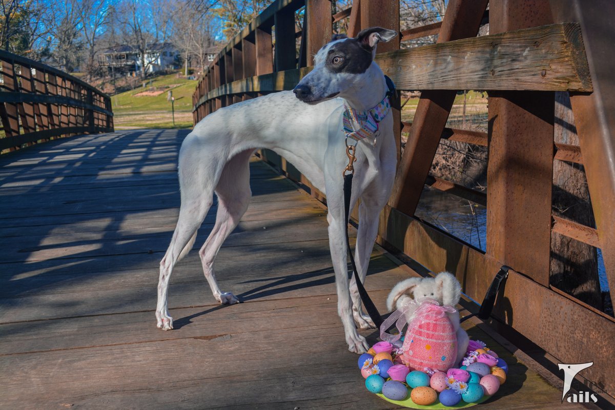 Who have we here?

talesandtails.com/wordless-wedne…