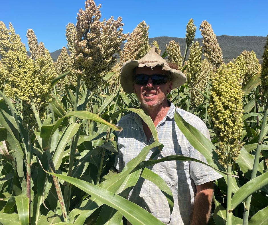 pioneerseedsau's tweet photo. Paul Bourke is extremely impressed with Pioneer® summer forage hybrid Graze-N-Sile this season at Gladfield QLD. Paul noted the high white grain production and is pleased with the amount of feed going into the silage pits for his dairy herd. https://t.co/djUDxKDfsD
