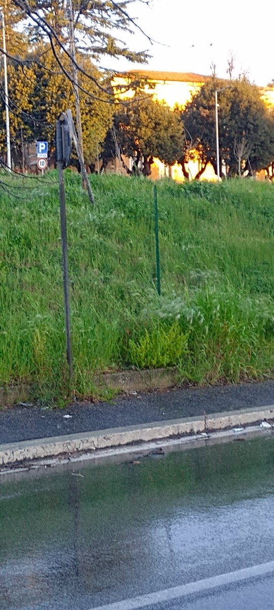 salazartieri's tweet photo. #Roma #spreco @RegioneLazio @ASLRoma1 bellissimo impianto di irrigazione su alberi secchi, parcheggio pronto ma chiuso in via Sebastiano vinci, spreco a go go https://t.co/iq5XXV7bGW