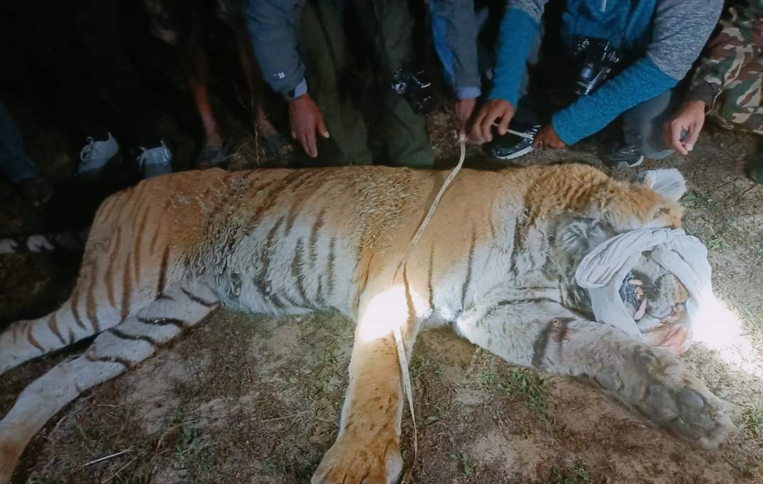 A joint team of @NTNCBCC and #ParsaNationalPark rescued a #Tiger causing conflict with local communities from #BufferZone #Forest of #Parsa this morning.