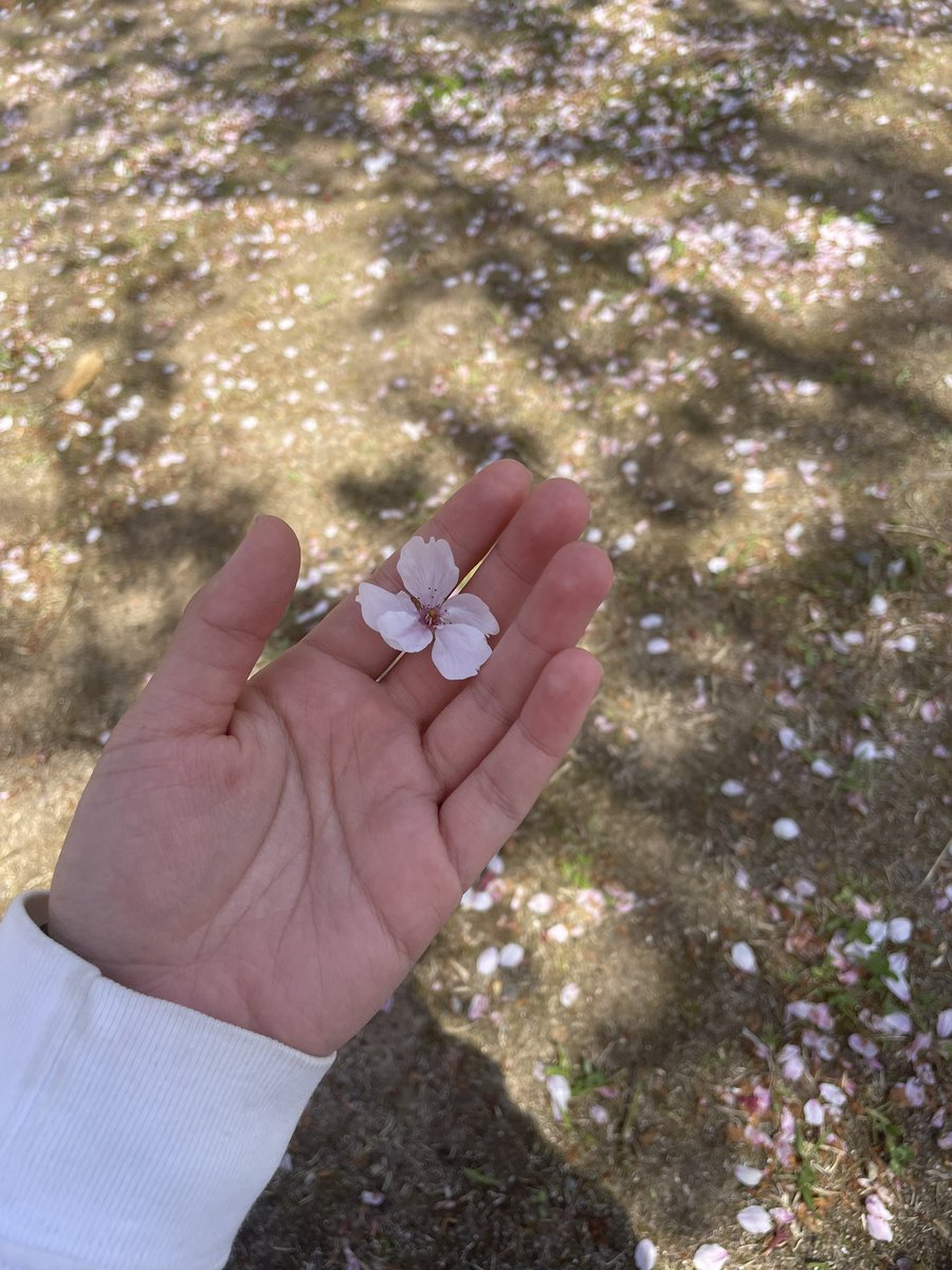 nanataro1016's tweet photo. 桜がひらひらとどこまでもゆらゆらと飛んでいく。
まるでわたしたちのいのちをあらわすかのように。
この世界をどこまでも自由に羽ばたいていいことをおしえてくれて。
うーんとたのしんで飛んでいって、この宇宙をたのしんでた🌸

#春
#愛おしい https://t.co/zT6KtCqPQy