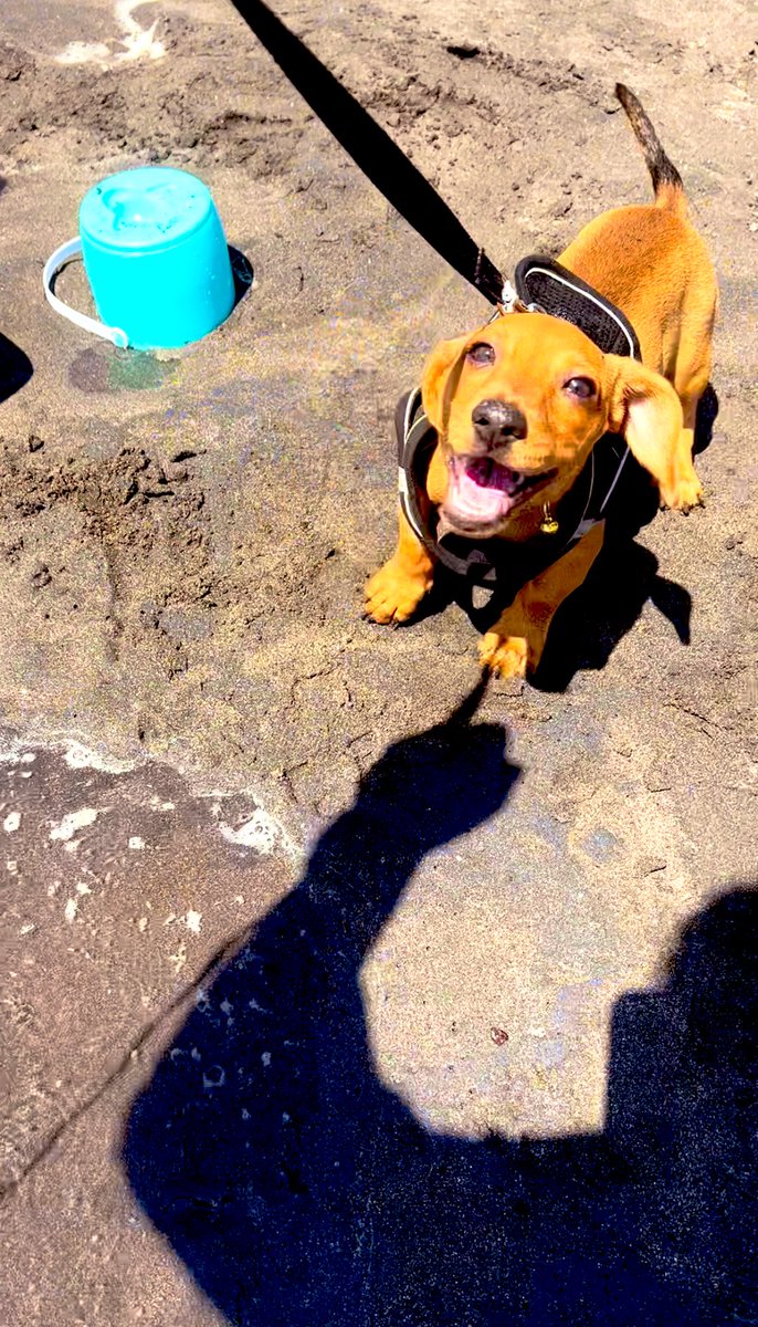 LaCheii's tweet photo. Que no se acaben los días de sol y las razones para sonreírnos. ♥️✨🐾

Los amo @RobertoPosada ♥️ https://t.co/2Y6cT9dttP