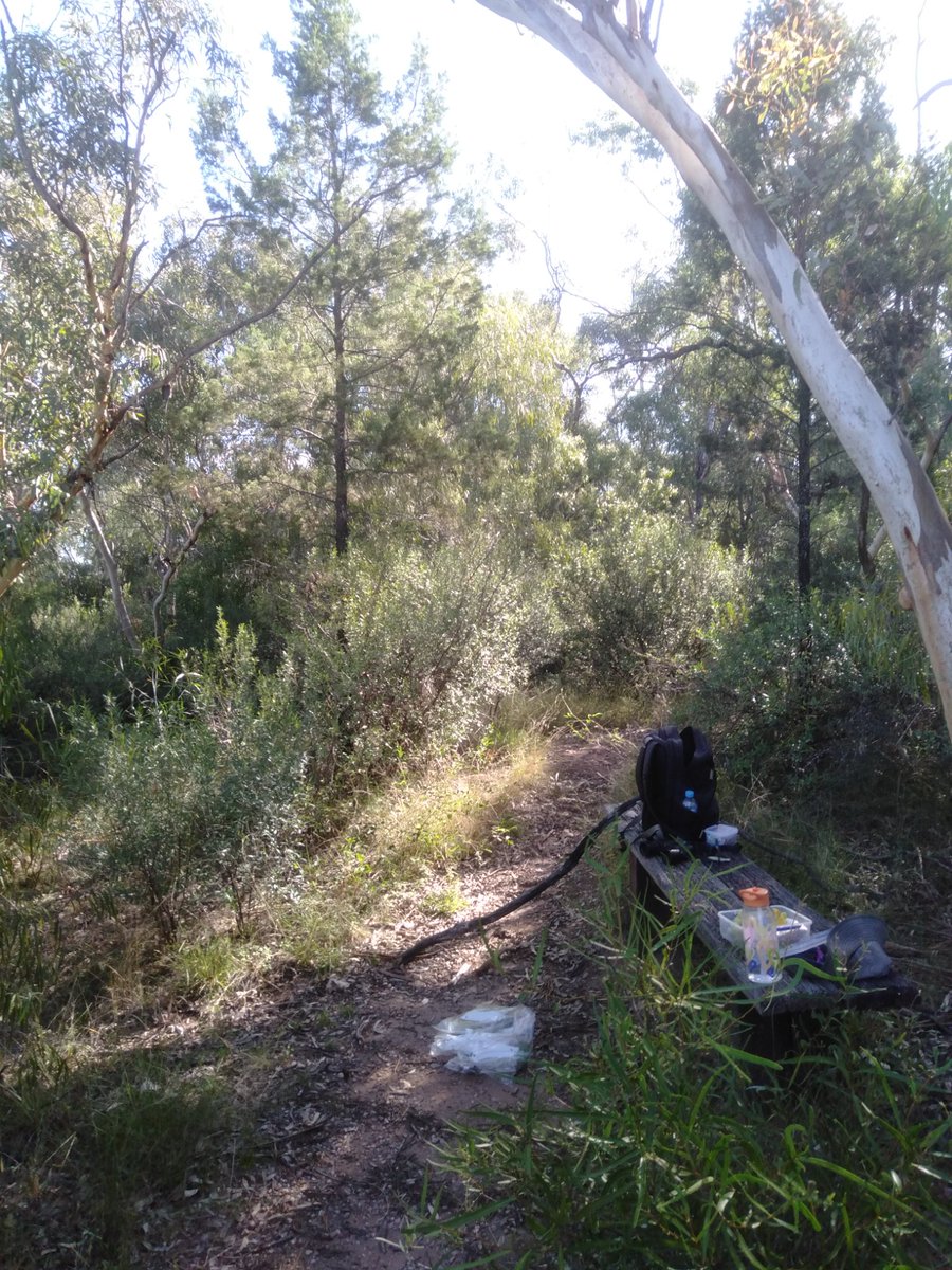 TimCurran8's tweet image. Late lunch on Avard's Lookout, #Bindea, Gunnedah.

Looking out onto the Mooki floodplain, #LiverpoolPlains 

#vegsurvey #fireplan