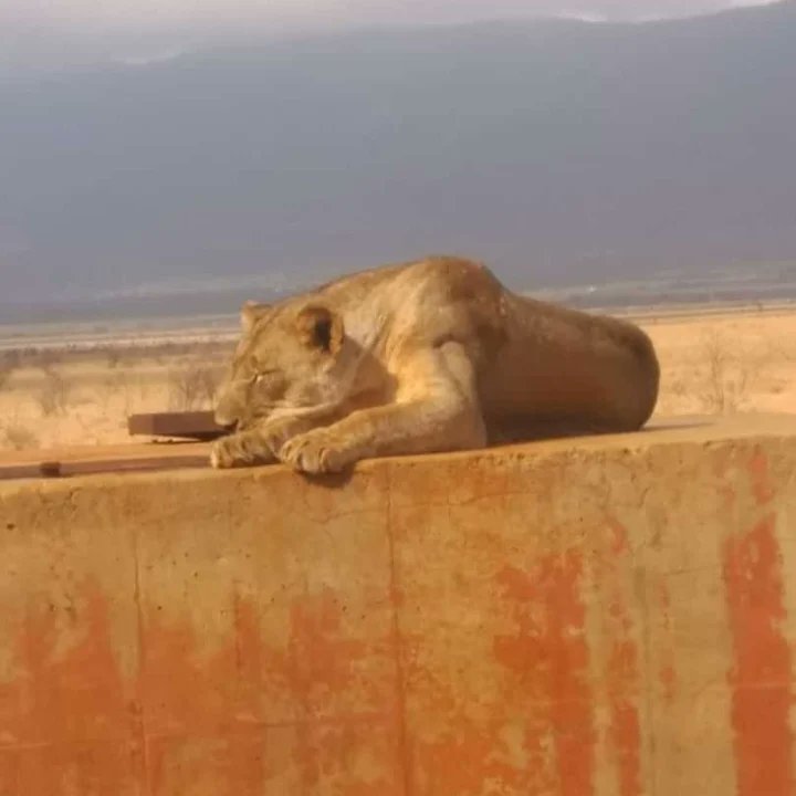KWSTsavoEast's tweet photo. Tsavo East -Hakuna matata! 

#ZuruTsavoEast
#ZuruNaKWS
#ZuruKenyaParks https://t.co/YOaNkqj8MN
