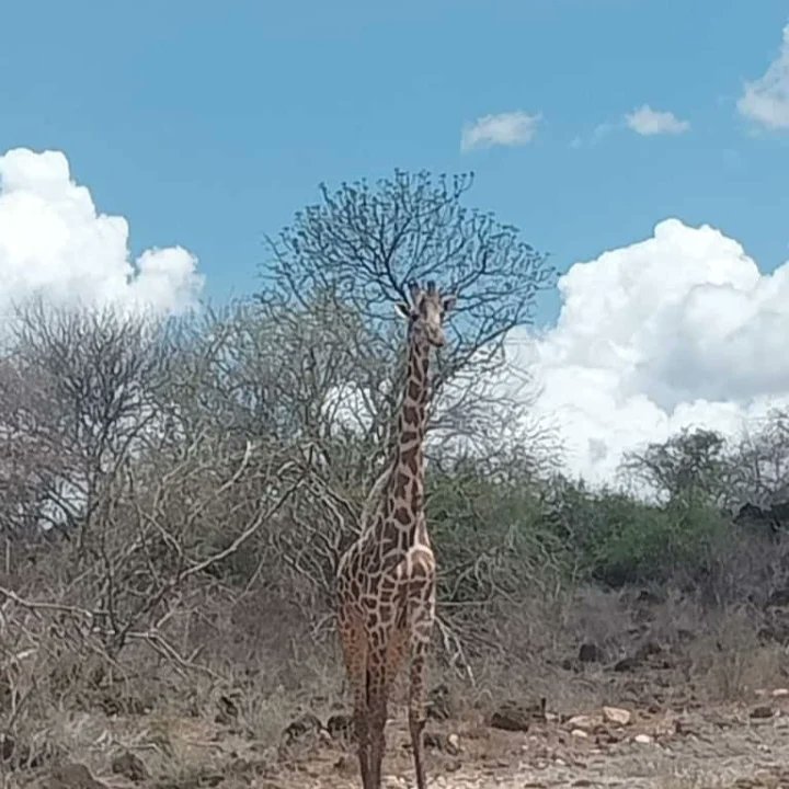 KWSTsavoEast's tweet photo. Tsavo East -Hakuna matata! 

#ZuruTsavoEast
#ZuruNaKWS
#ZuruKenyaParks https://t.co/YOaNkqj8MN