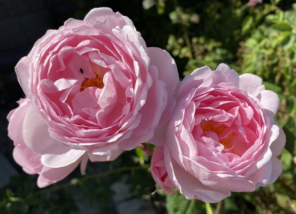 My archive #ScepterdIsle by @DAustinRoses looked gorgeous last year for #RoseWednesday