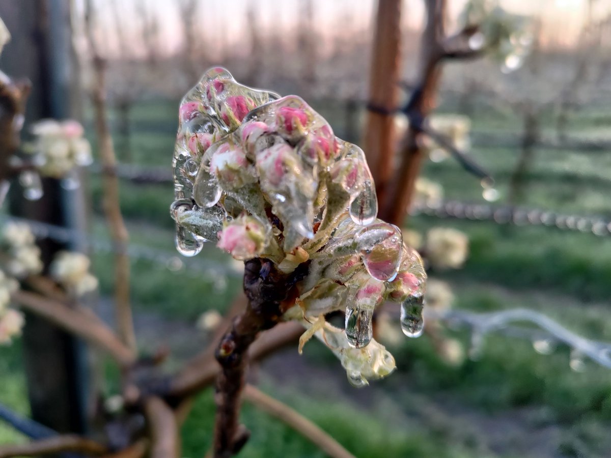 Xenia peer bloesem beschermen! #hollandsfruit <a href="/XeniapearEU/">Xenia pear</a>