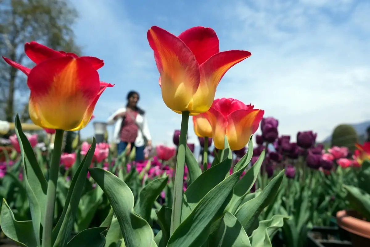 Snowjoy_Kashmir's tweet photo. Asia’s largest Tulip Garden in full bloom at the foothills of Zabarwan Mountains overlooking Dal Lake in #Srinagar. #Kashmir #NayaKashmir #Srinagar @megirish2001 @bhushan_gyan https://t.co/mjSLGaimN0
