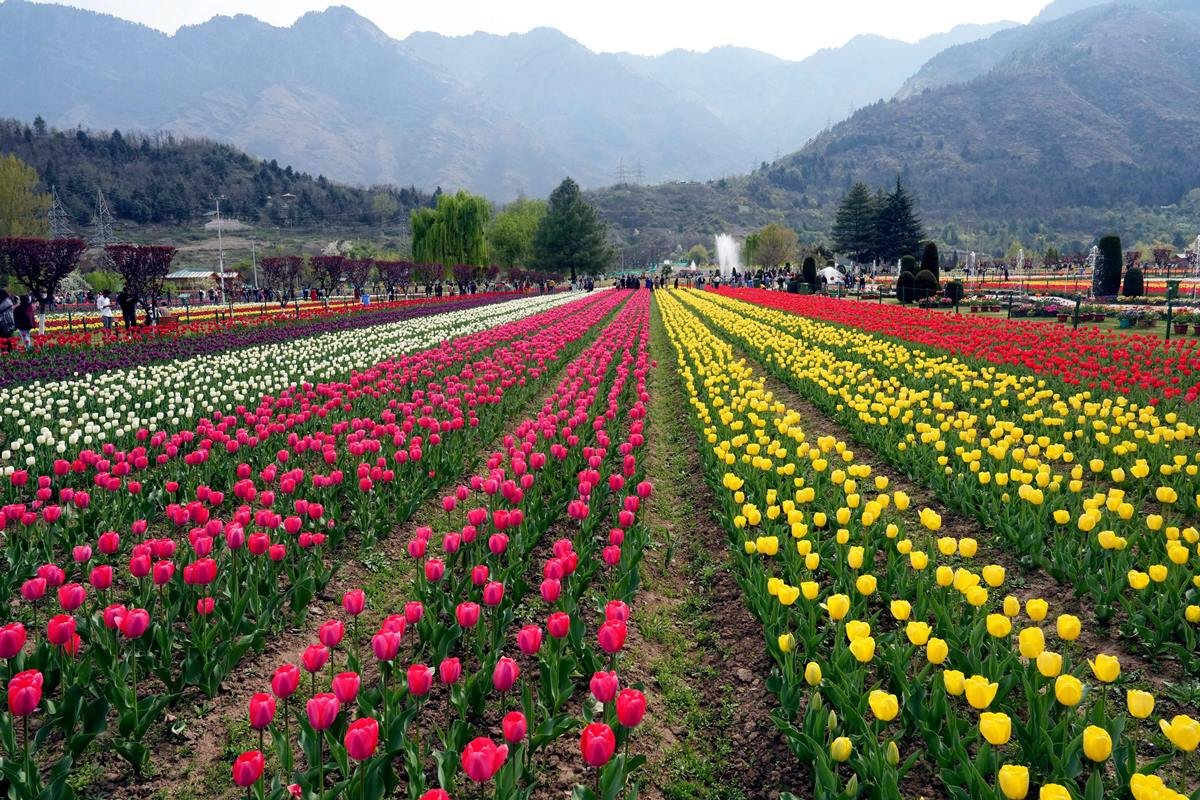 Snowjoy_Kashmir's tweet photo. Asia’s largest Tulip Garden in full bloom at the foothills of Zabarwan Mountains overlooking Dal Lake in #Srinagar. #Kashmir #NayaKashmir #Srinagar @megirish2001 @bhushan_gyan https://t.co/mjSLGaimN0