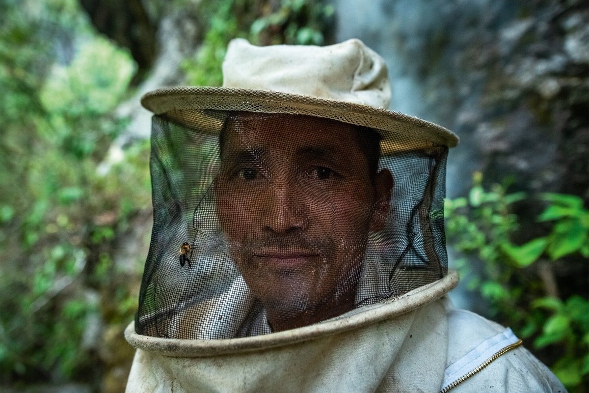 The Gurung community has been collecting wild honey in the Himalayan foothills of Nepal for centuries, risking their lives to harvest sticky combs from cliff nests using ancient techniques handed down through generations.