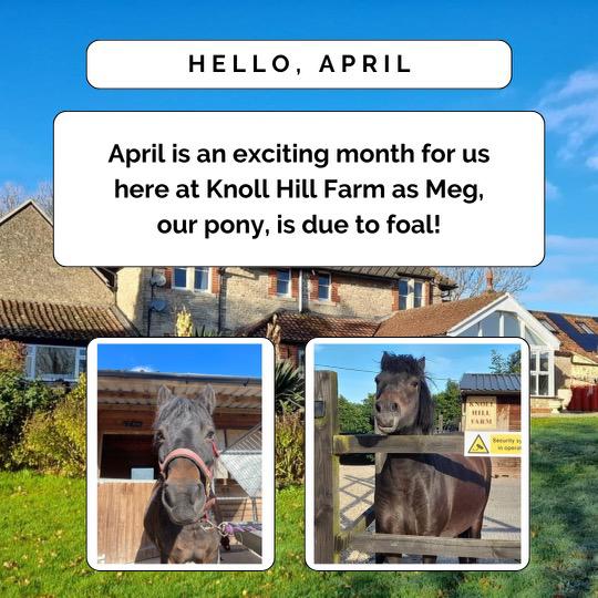 😍 So exciting!!
Our beautiful Meg is due to foal shortly and we are all on tenderhooks.
- We are so looking forward to the new arrival.

#pony #foal #earlybiz #staycation #holidays