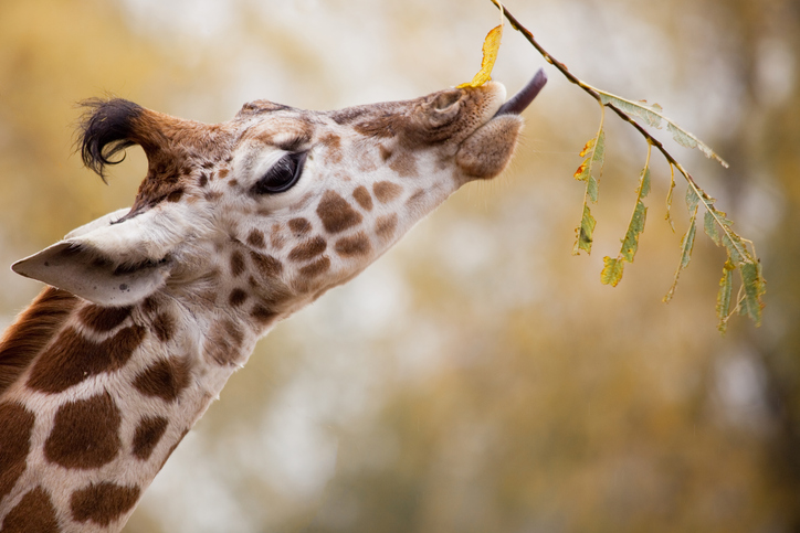 _Railcards's tweet photo. Easter egg hunts, zoo trips, chocolate making... we know it's tricky to pick what activity to do with the family so we've put together a list of things to do all over the country this easter weekend π
Check out our blog post on our #MakeTracks hub π https://t.co/vpimP3JoIS https://t.co/aF1FXW7jg6