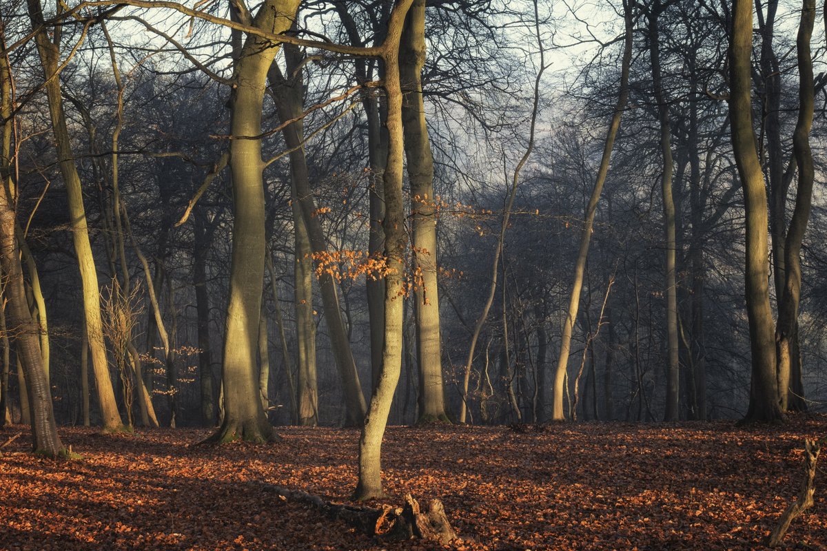 GM tree lovers! Some warming morning sunshine in the woods to start your day! #Trees #Woodland #NaturePhotography <a href="/ThePhotoHour/">#ThePhotoHour</a>