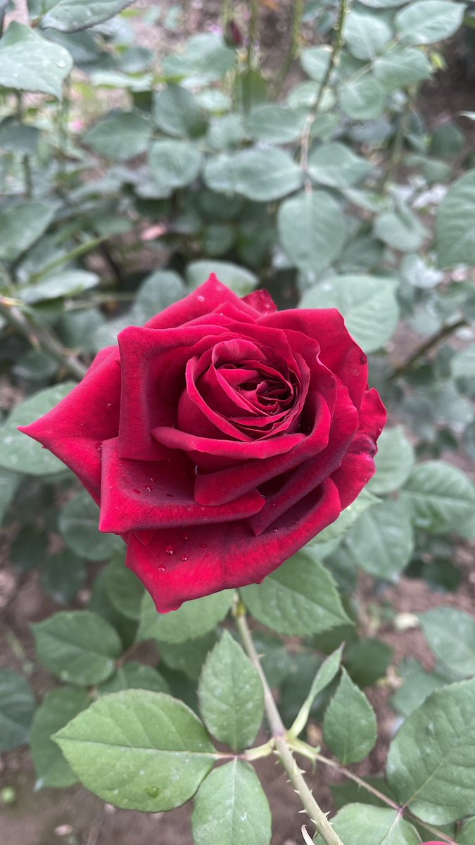 JustPlantss's tweet photo. #THEKING  of #flowers. Everyone #love the #rose https://t.co/dCeEdRiY3t