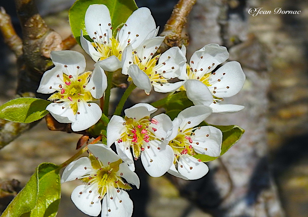 JeanDornac's tweet photo. Merveilleuse nature, grande magicienne, créatrice de beautés inoubliables par de simples petites fleurs de poirier… #merveilleuse #nature #grande #magicienne #créatrice #beautés #inoubliables #fleurs #poirier #parc #médiathèque #Lannion #CôteArmor #Bretagne #France https://t.co/wCVD6OvmAN