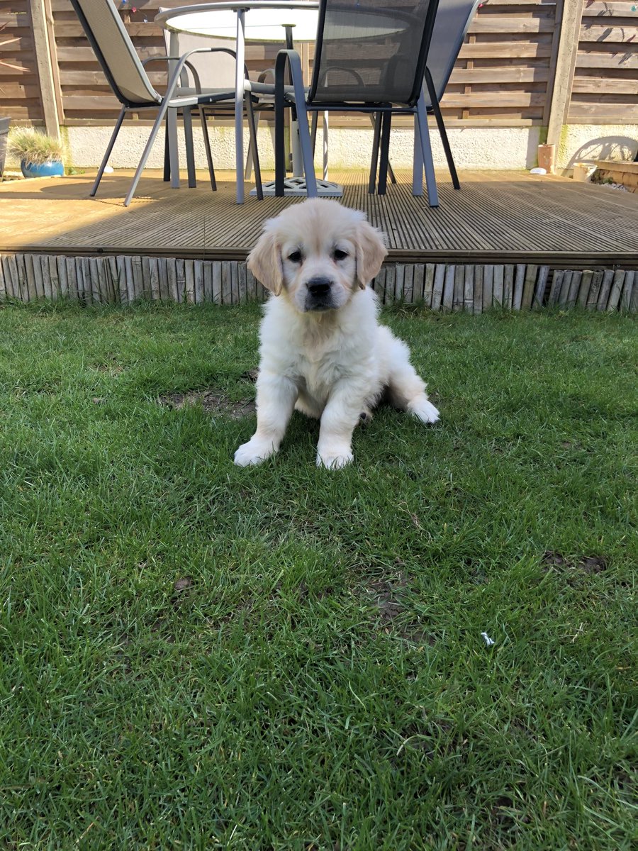 TRetriever's tweet photo. Happy gotcha day Stanley - 5 years ago this little bungle of fluff and teeth came home.
#dogsoftwitter #gotchaday #goldenretrievers https://t.co/KwuhR2RutM