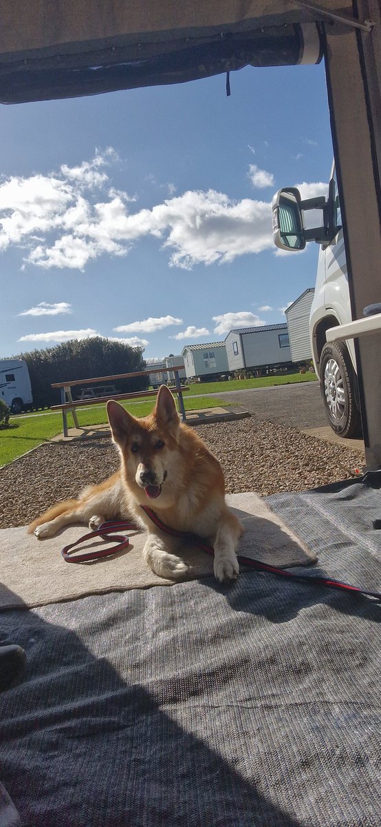 @thedoghouse_tv #thedog house - Zak last week on his holidays in our Motorhome at Seahouses