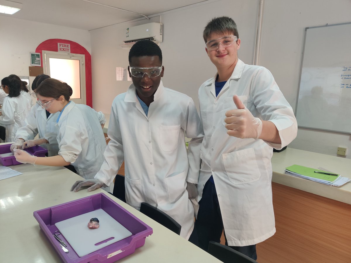 BISRScience's tweet photo. "Eye-eye", what's going on here then? 👀
Look away now if you're squeamish 🫣 Year 10 Biologists have been dissecting sheep's eyes to help them understand the functions of the Nervous System. @BISRAHSenior #GCSEBiology #BISRLearning #BISRYear10 https://t.co/SAEHl4cQj8