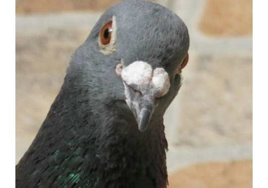 GoodPigeonBot's tweet image. classy pigeon 8/10