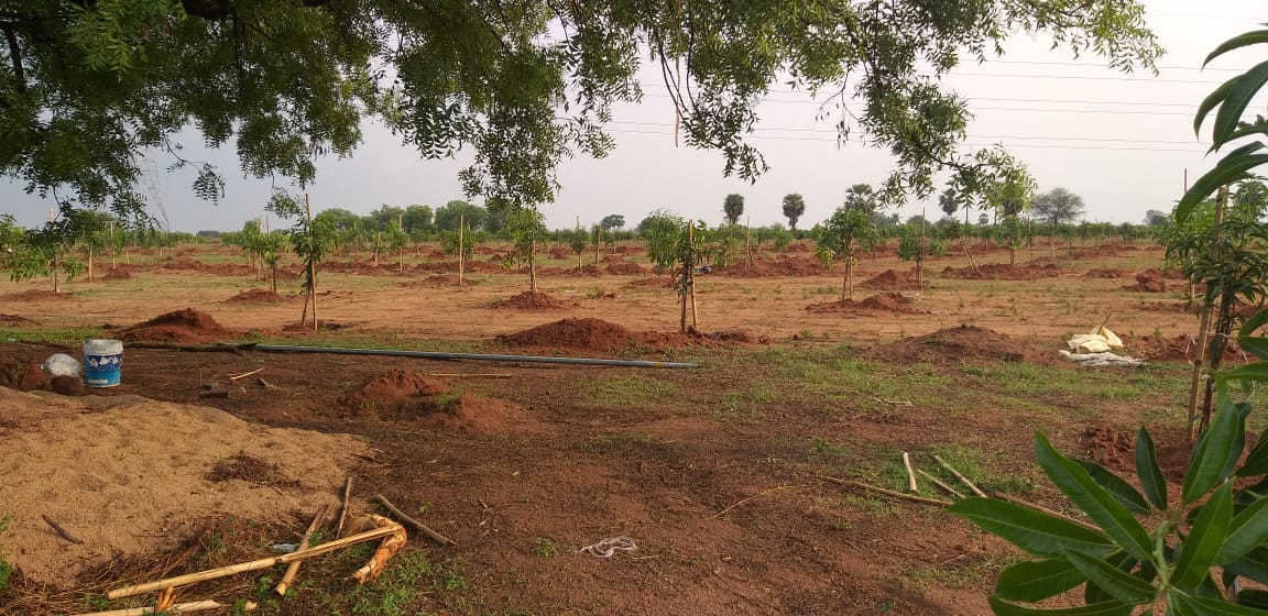 KeerthiVardhan2's tweet image. This is how the newly planted mango farm looks like when blessed with the unexpected rainfall #matoorfarms #agriculture #mangofarm #raingods
