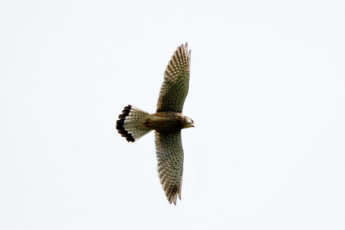 MrSteveyJames's tweet photo. Also while photoing the Buzzards on my way back home at #Astwith #Derbyshire there was 3 Kestrels circling overhead #TwitterNatureCommunity #TwitterNaturePhotography @Derbyshirebirds @DerbysWildlife @NatureUK @Natures_Voice @BirdGuides https://t.co/lJc3ne0gTk