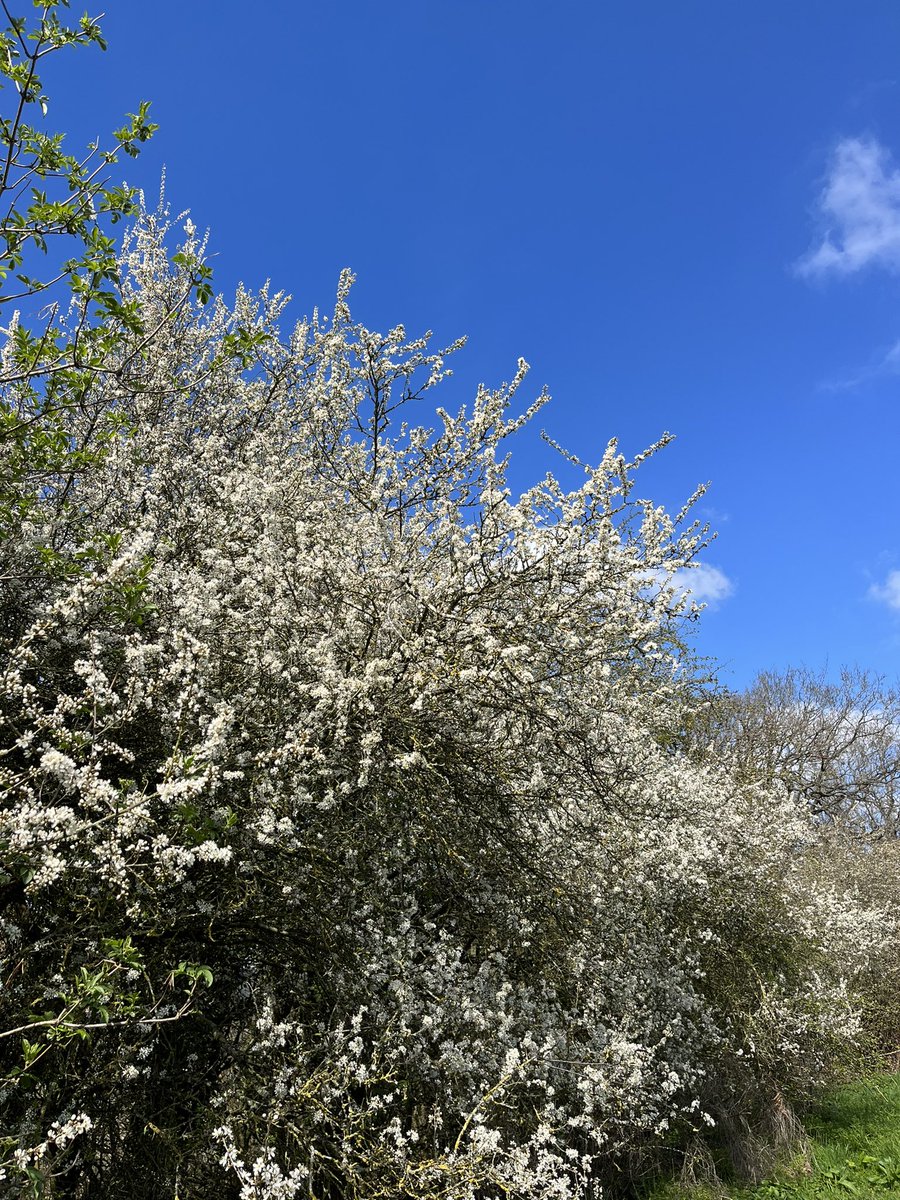 Blackthorn Blossom An explosion of beautiful hedgerow blossom. #BlossomWatch is well under way in the @BreconBeaconsNP. #spring #Blossom #WildFlower @nationaltrust