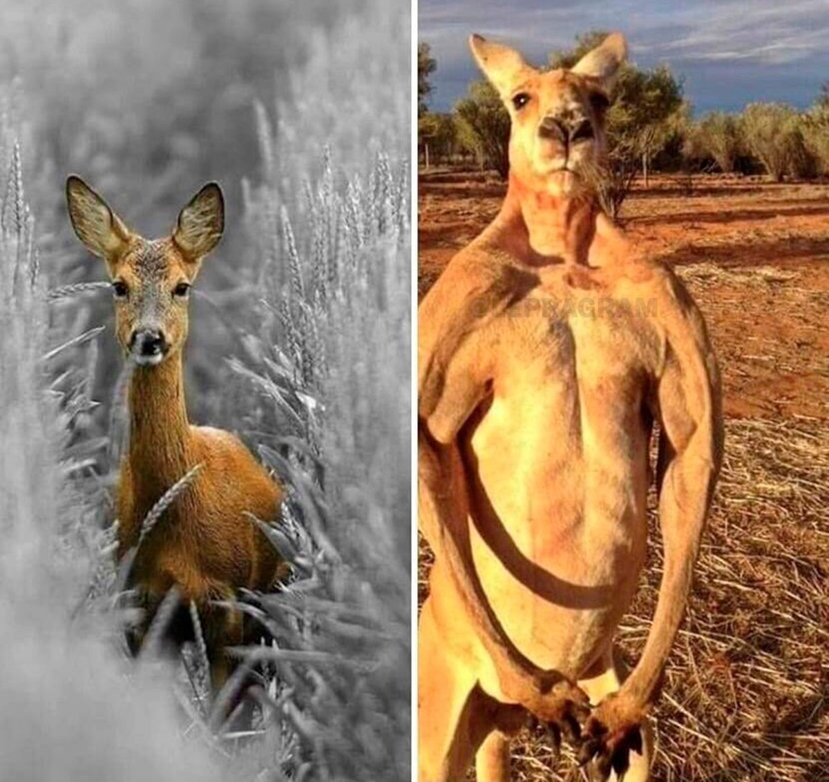 A kangaroo is just a deer that went to jail
#funny