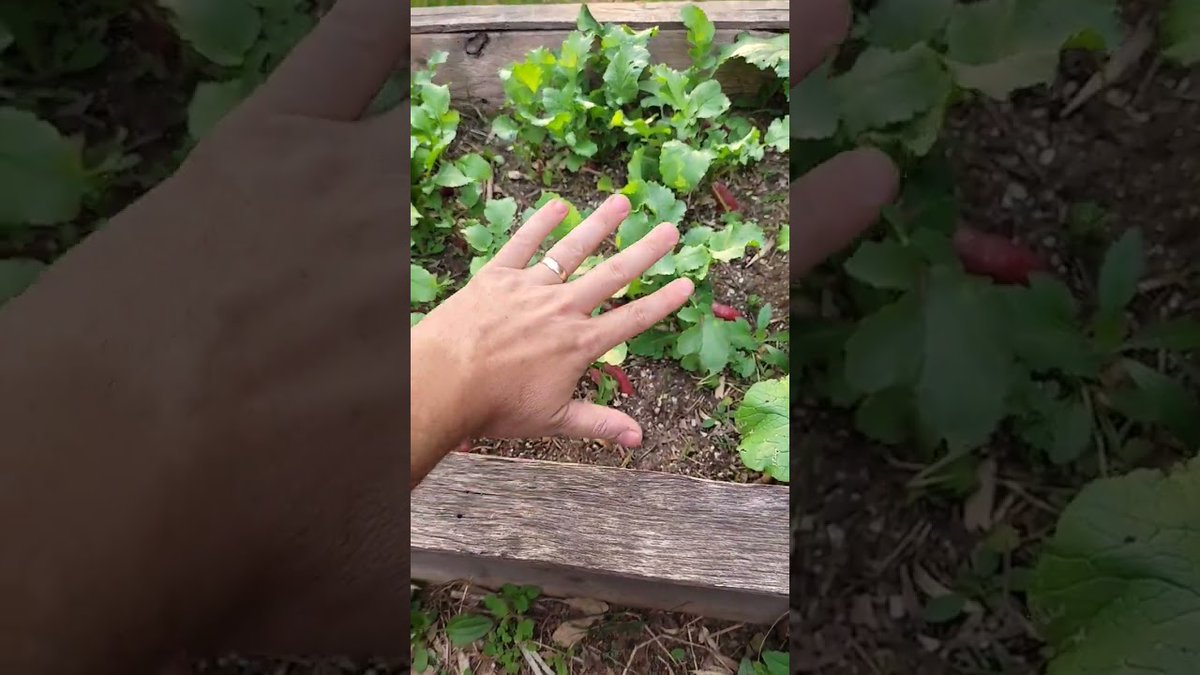 AllForGardening's tweet image. There is more to a radish than its ...
 
#Beets #Broccoli #ColdFrames #EdibleGardening #Farm #Farming #Food
 
allforgardening.com/433146/there-i…