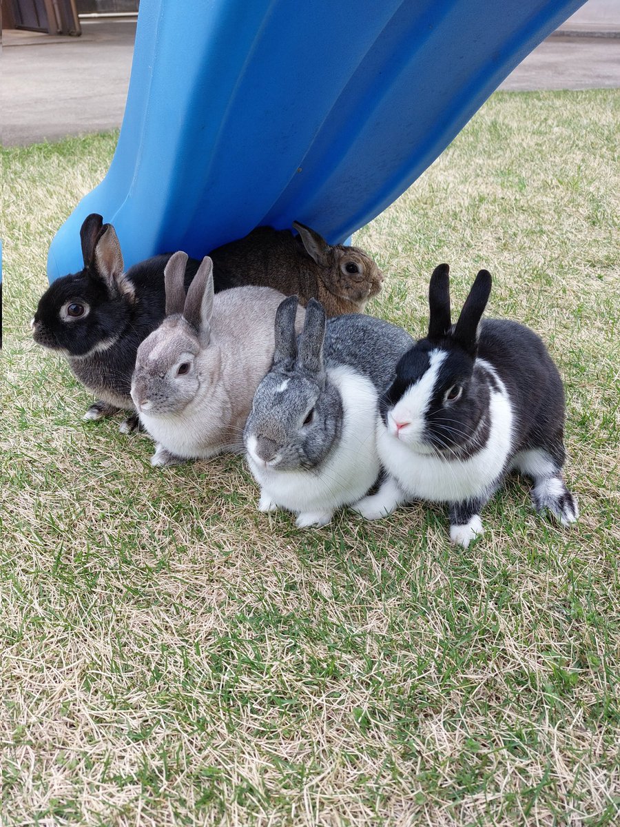 こはく&こちゃ tweet media