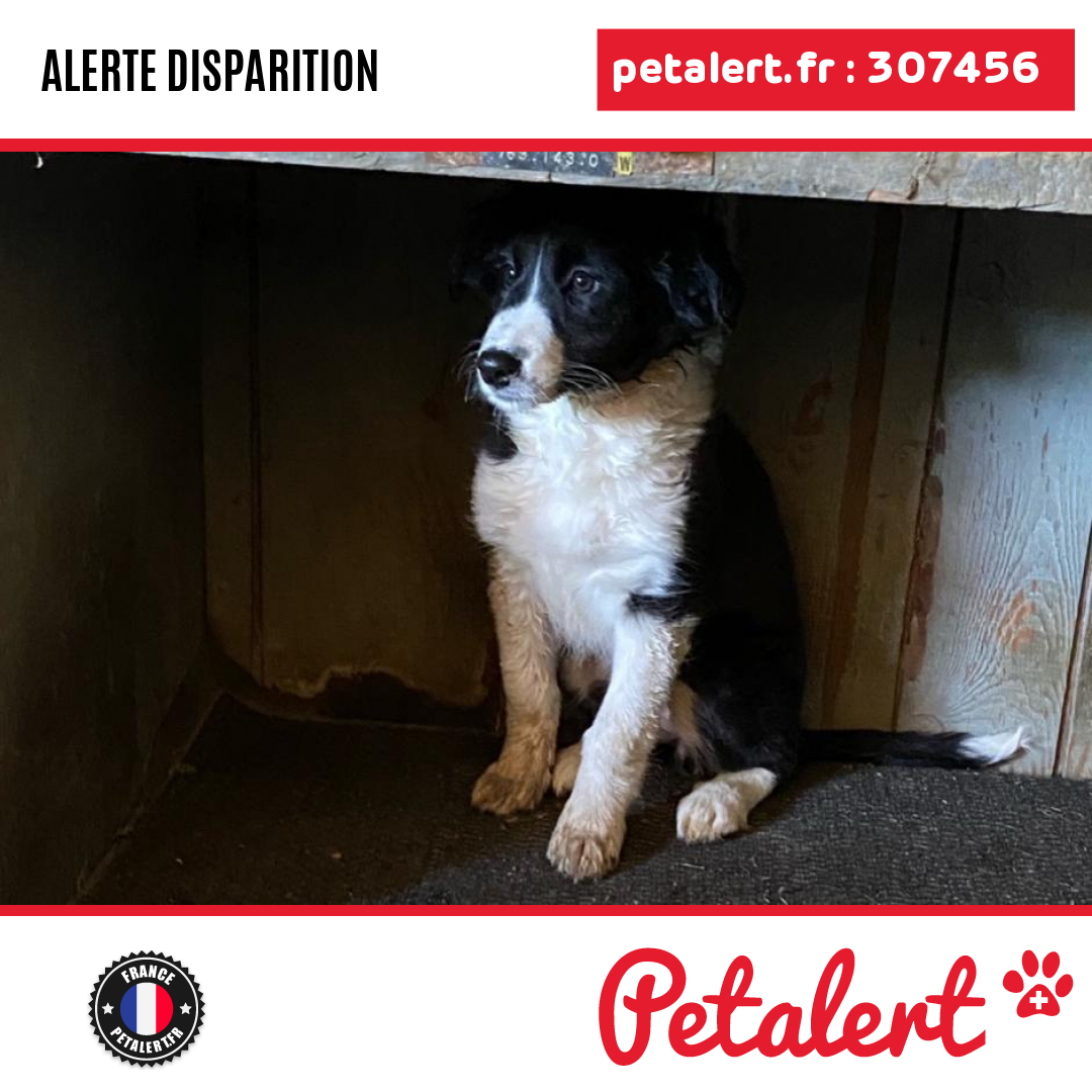 Pet Alert France Officiel tweet media