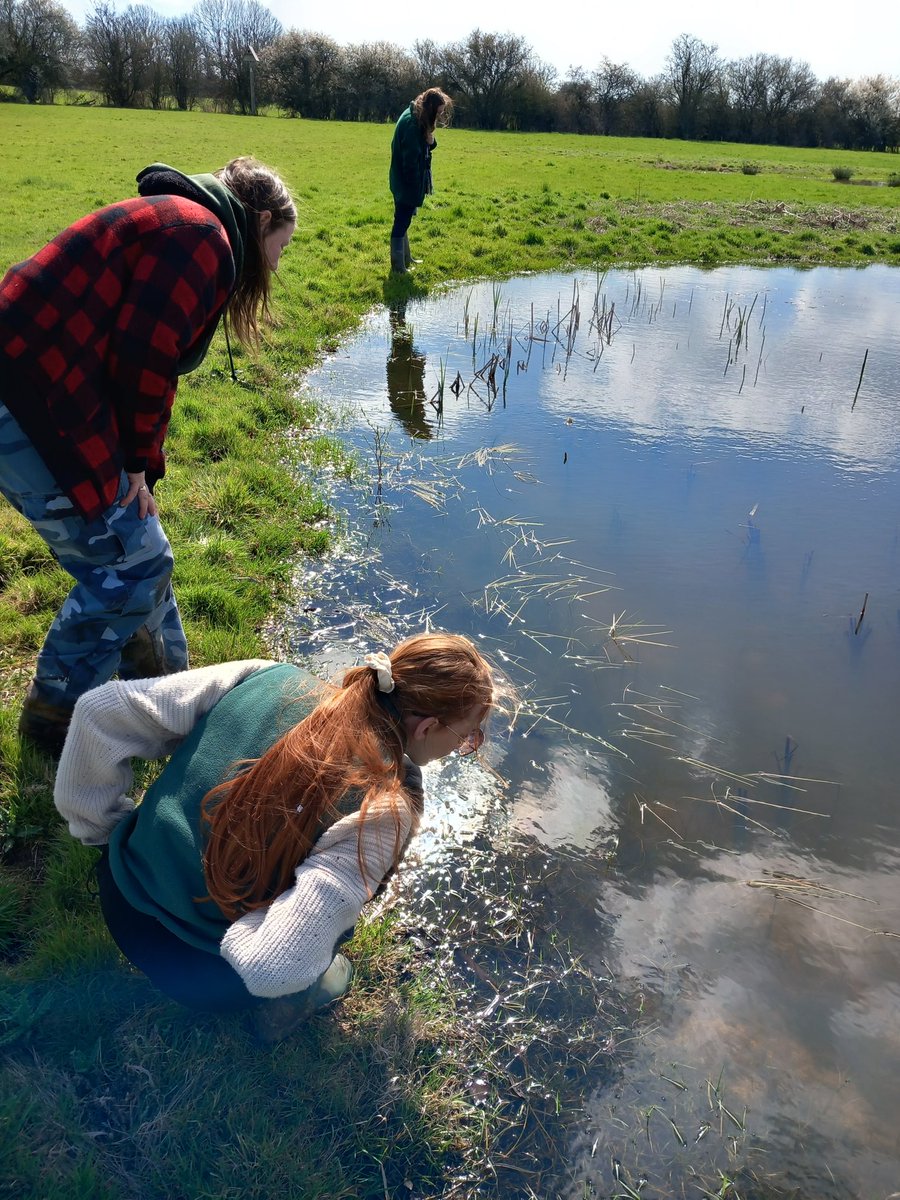 250 #ponds now created/ restored in Kent over 5 years by Kent's Countryside Management Partnerships. All done through the District Level Licensing Scheme. eDNA surveys to start again in 2 weeks. #kscp #mvcp #khwp #rmcp #nwkcp #naturalengland