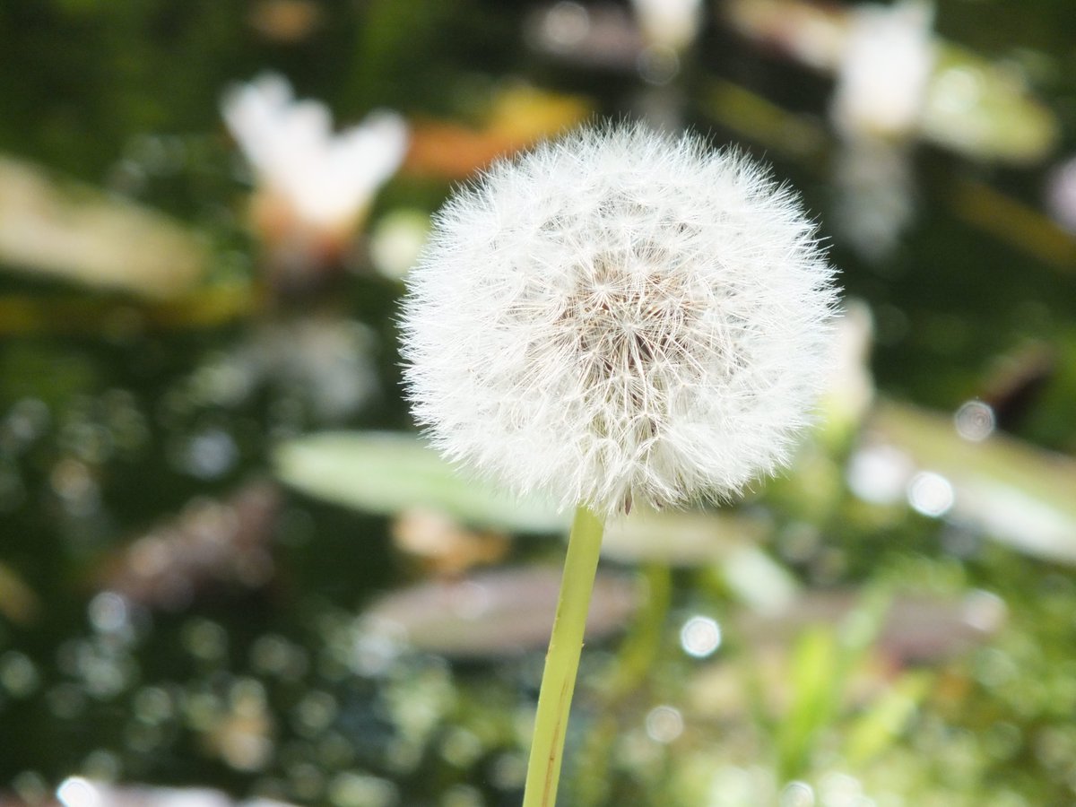 💛#NationalDandelionDay #WildFlower