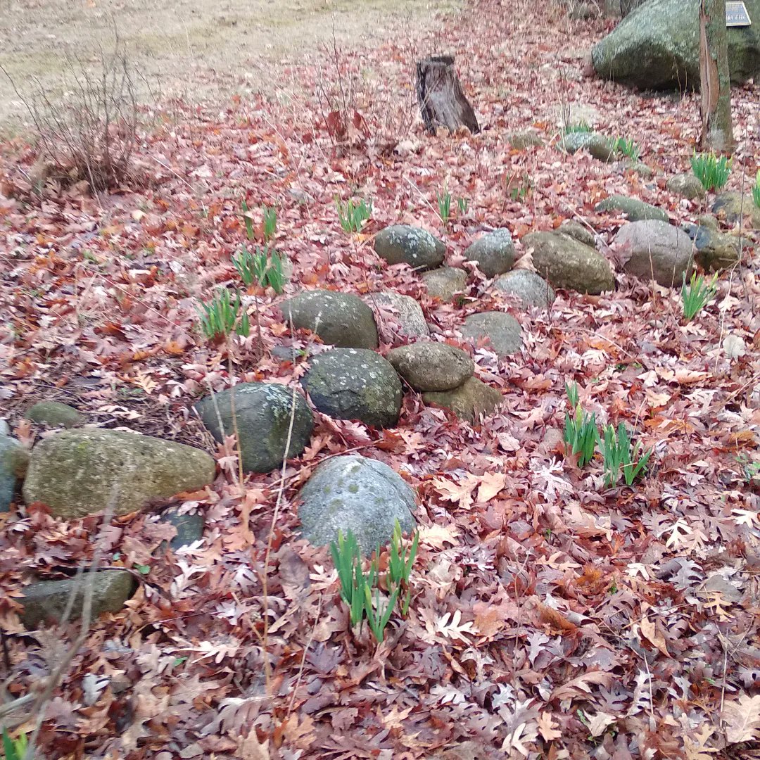 sachinsata's tweet photo. Springing back to life! Transitioning from Winter to spring!

#wisconsin #salem #transitioning #wintertospring #browntogreen #spring #rain #heraldingspring #nature #magic #ncidiaries #springingbacktolife #spring #ncidiaries #springingbacktolife #spring https://t.co/XvHUzNPT9i