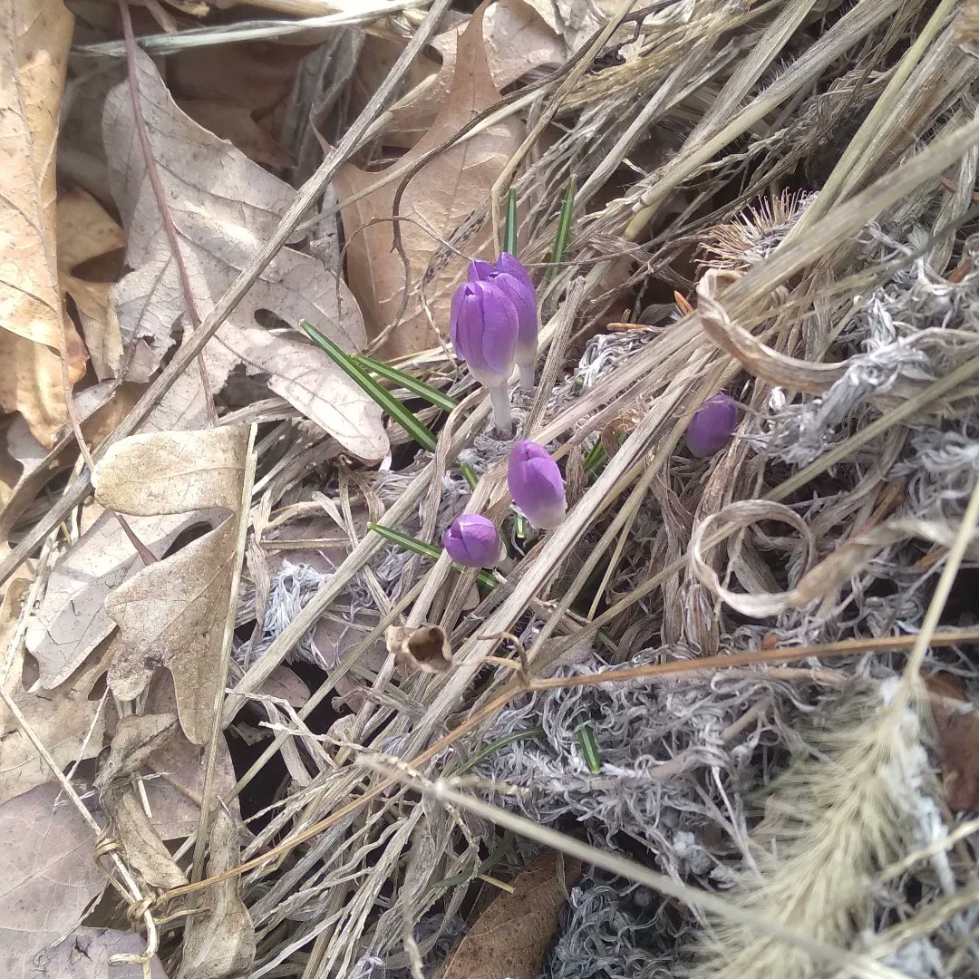sachinsata's tweet photo. Springing back to life! Transitioning from Winter to spring!

#wisconsin #salem #transitioning #wintertospring #browntogreen #spring #rain #heraldingspring #nature #magic #ncidiaries #springingbacktolife #spring #ncidiaries #springingbacktolife #spring https://t.co/XvHUzNPT9i