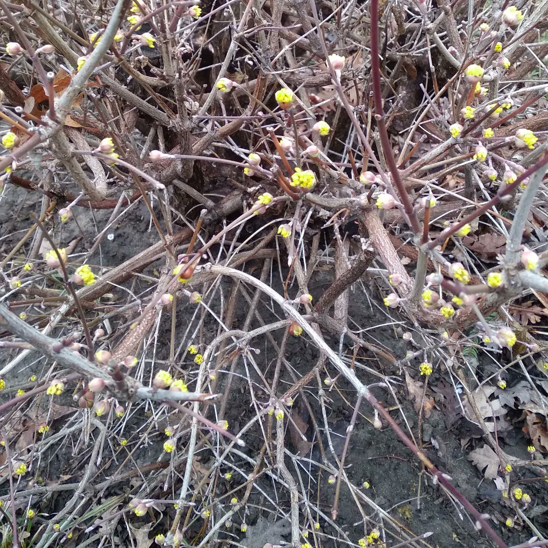 sachinsata's tweet photo. Springing back to life! Transitioning from Winter to spring!

#wisconsin #salem #transitioning #wintertospring #browntogreen #spring #rain #heraldingspring #nature #magic #ncidiaries #springingbacktolife #spring #ncidiaries #springingbacktolife #spring https://t.co/XvHUzNPT9i