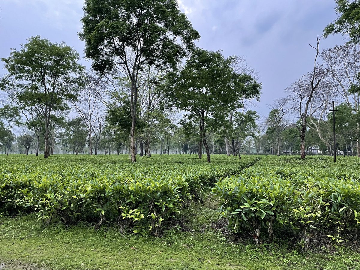 Maiko Nakagaki tweet media