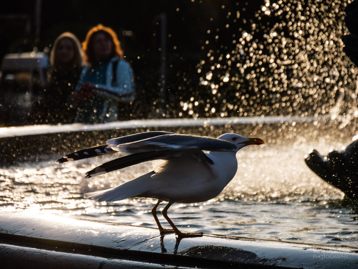 MariaZhytnikova's tweet photo. Impressions from Nice.
March 2023.
#travelphotography #travelphotographer #destinationphotographer #nicefrance https://t.co/K7Cv6rt8A0