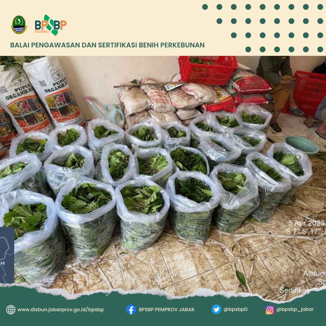BpsbpD's tweet photo. Selamat siang #wargibun π±π
Rabu (5/4) Tim PBT dari UPTD BPSBP melakukan kegiatan Sertifikasi benih Teh dalam bentuk setek milik BPPBP.
Kegiatan ini dilakukan di Kebun Dinas Citiis, Kabupaten Cianjur
#bpsbp #bpsbpjabar #disbun #disunjabar #perkebunjaya #sertifikasibenih #teh https://t.co/qSOIKAi4qm