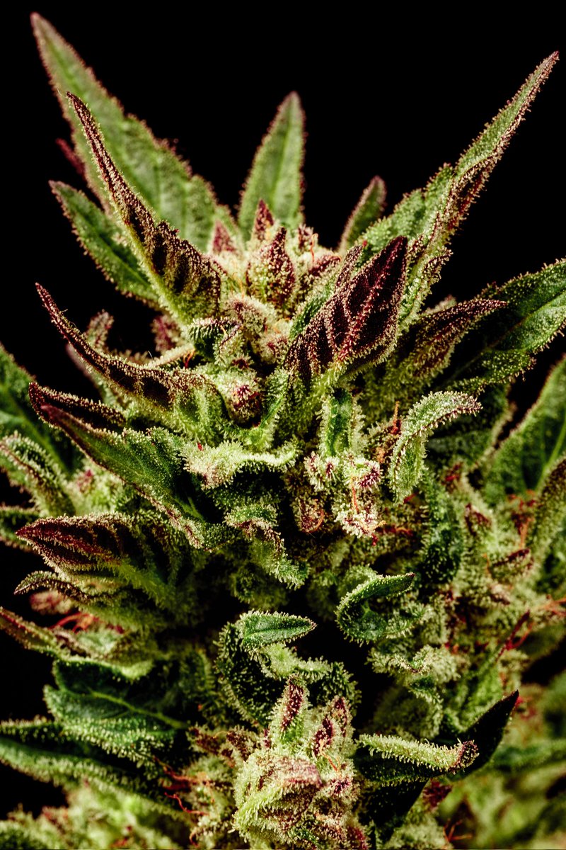 KannabiaGlobal's tweet photo. 📷 KRITIC AUTO by #KannabiaSeeds 🌱 @KannabiaSeeds @Kannabia_Samen
📸 Thanks to our #kannabist friend @Sophie_MJ 🙏😍🧡💚
ℹ️ #KriticAuto #Cannabisseeds ➡️ https://t.co/RN8kVLFmfT
Auto🌻
Critical x Ruderalis
Indica dominant hybrid
#cannabislife
#cannabisculture #CannabisCommunity https://t.co/E9mPvdvYxs