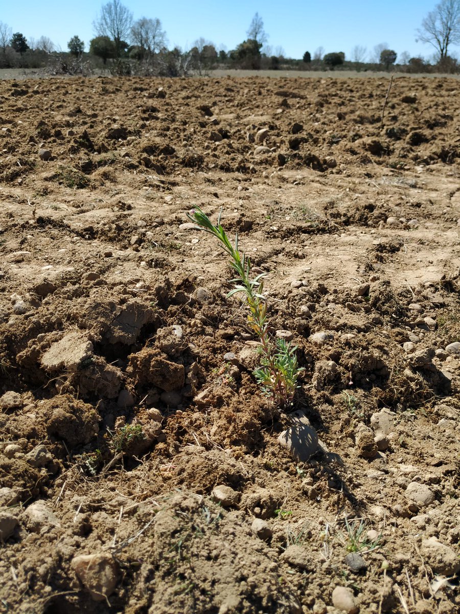 pbiovalor23's tweet photo. Ayer, el @CederCiemat en un ensayo de plantación de Lavandula luisieri en terreno marginal con transplantadora y guiado con GPS. Este mes implantarán 4 ha de ésta y otras aromáticas #másbiodiversidad #menosinsumos @FBiodiversidad #ProyectosPRTR #PlanDeRecuperación @FCesefor https://t.co/X7igSdylrq
