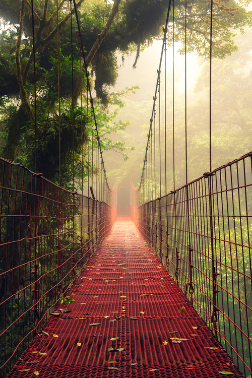 robinripley's tweet photo. Fog Bridge, Costa Rica #FogBridge #CostaRica https://t.co/24jgNcb5IC https://t.co/vRZykWH8oj