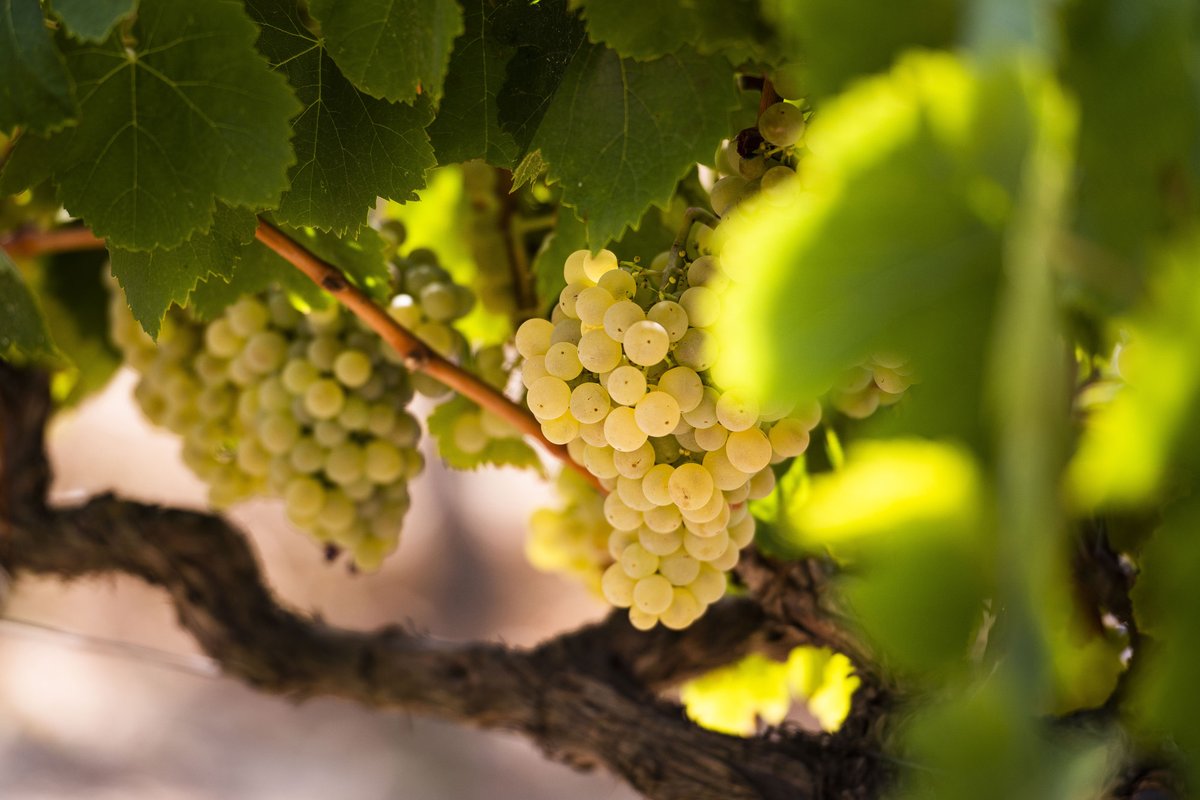 El compromís de #Corpinnat amb la #pagesia creix cada dia. L'any passat 126 #viticultors #externs van proveir de #raïm #ecològic alguns #cellers de la marca i que, de mitjana, van cobrar 0,89€/kg raïm.  Consulta la Memòria Econòmica i Social 2022. 
corpinnat.com/images/arxius/…