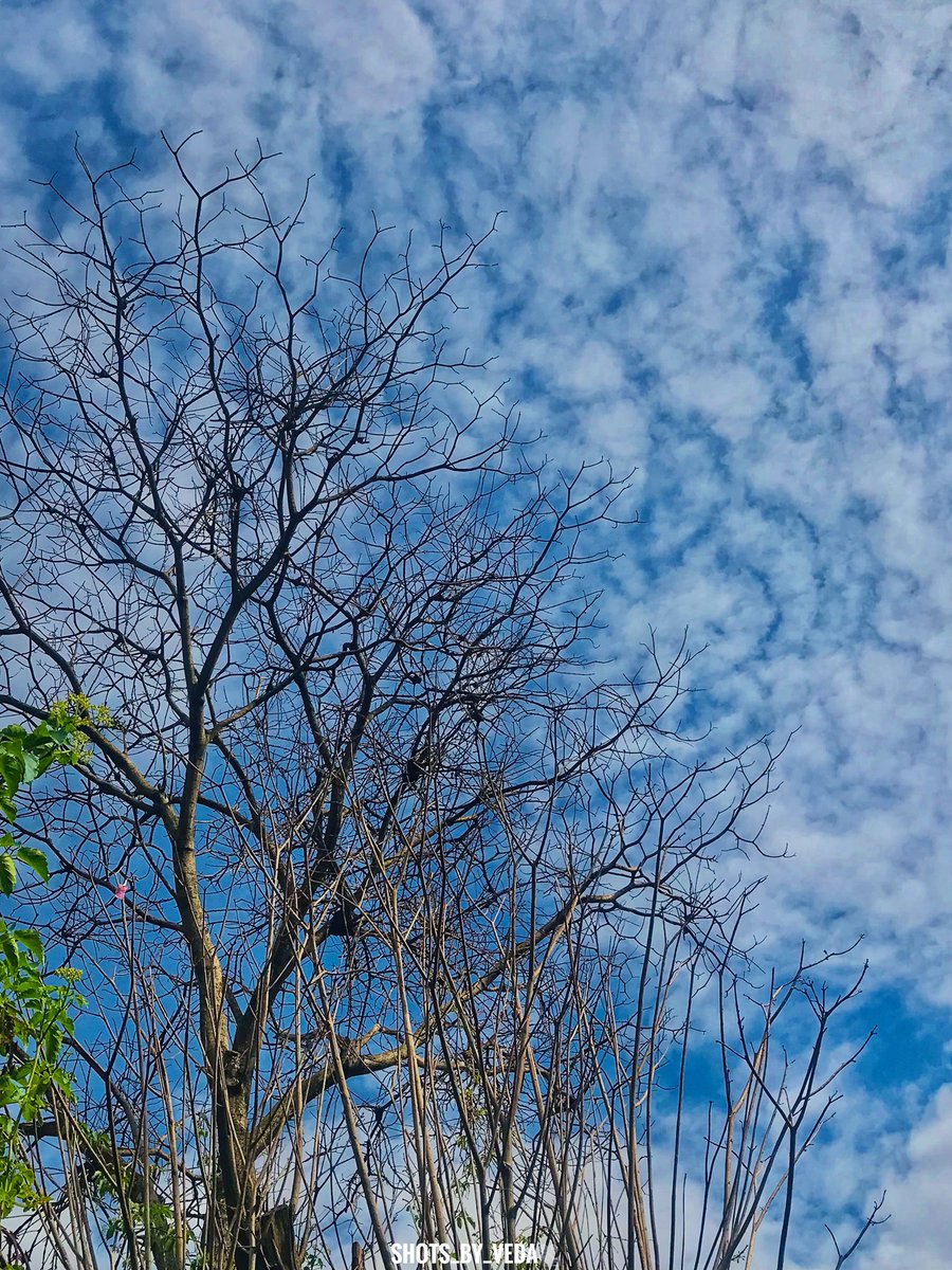 Shot at 8:00 🕗 a.m at sunset⛅️🌿
#NaturePhotograhpy #clouds #naturecreatures