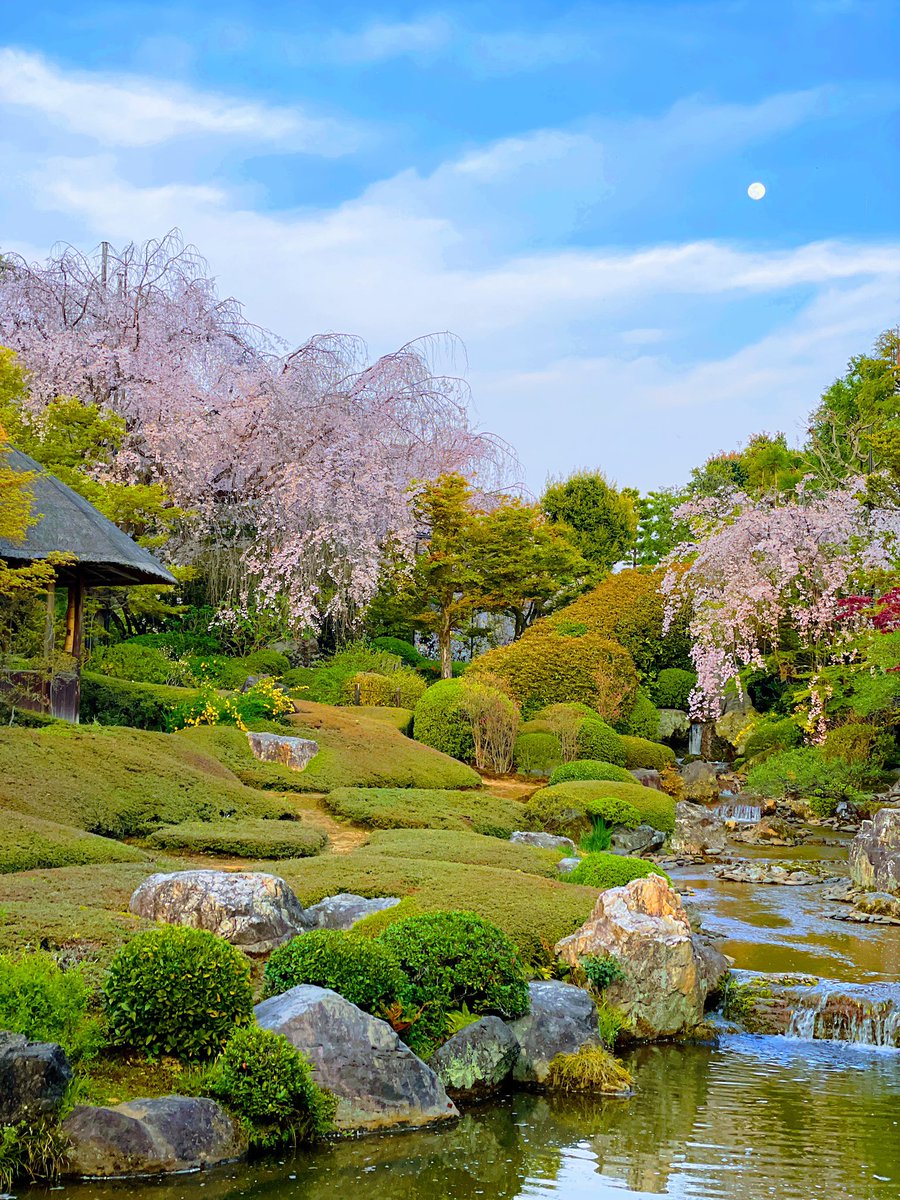 daikomatsuyama's tweet photo. 満開のさくらとお月さま@taizoin
#さくら #京都 #見頃 #お月さま #sakura #kyoto #moon #taizoin #退蔵院 https://t.co/yjvmWLNARh