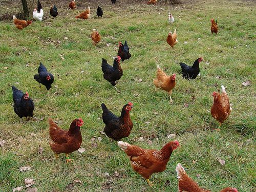 Free range chicken refers to chickens that are allowed to roam freely outdoors, as opposed to being confined to an indoor space. 

The chickens typically have access to grassy areas where they can forage for insects and other natural food sources.
