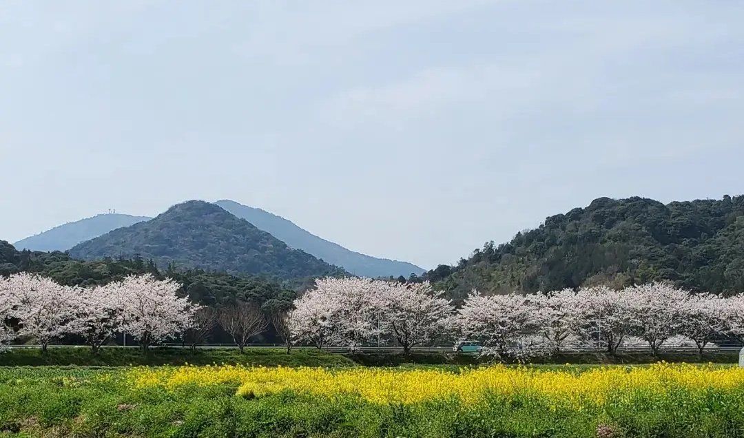 kyochan0803's tweet photo. 桜と菜の花畑。
今夜の強風で散っちゃうなぁ🍃

#桜
#さくら
#CherryBlossom https://t.co/jjMKSxKA4H