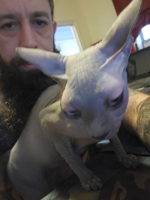 Even more difficult when your pet very closely resembles your scrotum. https://t.co/Ntp9m4EL1g<a href="/tag/motleycrue"class="tags"><span>#motleycrue</span></a><a href="/tag/drfeelgood"class="tags"><span>#drfeelgood</span></a>